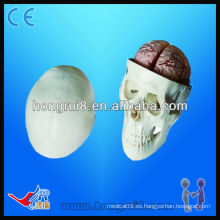 Modelo de alta calidad de la educación del cráneo, modelo del cráneo del pvc, modelo del cráneo con 8 piezas del cerebro
